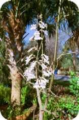 Empress Tree Empress Tree